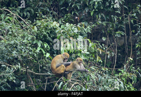 Enshi, Chine, Province de Hubei. 17 Oct, 2015. Les macaques sauvages jouent dans un arbre à Shiziguan Village de Xuan'en comté, le centre de la Chine, la province du Hubei, le 17 octobre 2015. Credit : Song Wen/Xinhua/Alamy Live News Banque D'Images