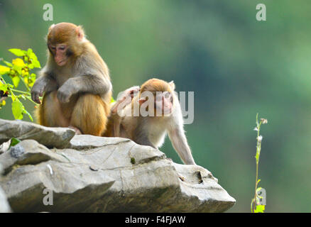 Enshi, Chine, Province de Hubei. 17 Oct, 2015. Les macaques sauvages reste sur un rocher à Shiziguan Village de Xuan'en comté, le centre de la Chine, la province du Hubei, le 17 octobre 2015. Credit : Song Wen/Xinhua/Alamy Live News Banque D'Images