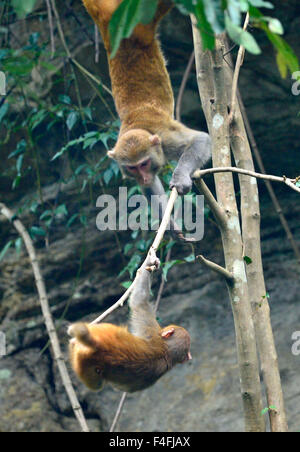 Enshi, Chine, Province de Hubei. 17 Oct, 2015. Les macaques sauvages jouer sur un arbre à Shiziguan Village de Xuan'en comté, le centre de la Chine, la province du Hubei, le 17 octobre 2015. Credit : Song Wen/Xinhua/Alamy Live News Banque D'Images