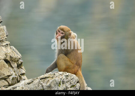 Enshi, Chine, Province de Hubei. 17 Oct, 2015. Un macaque sauvage repose sur un rocher à Shiziguan Village de Xuan'en comté, le centre de la Chine, la province du Hubei, le 17 octobre 2015. Credit : Song Wen/Xinhua/Alamy Live News Banque D'Images