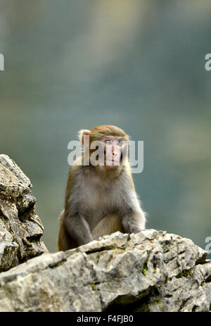 Enshi, Chine, Province de Hubei. 17 Oct, 2015. Un macaque sauvage reste sur un rocher à Shiziguan Village de Xuan'en comté, le centre de la Chine, la province du Hubei, le 17 octobre 2015. Credit : Song Wen/Xinhua/Alamy Live News Banque D'Images