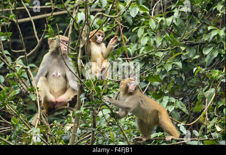 Enshi, Chine, Province de Hubei. 17 Oct, 2015. Les macaques sauvages jouent dans les arbres à Shiziguan Village de Xuan'en comté, le centre de la Chine, la province du Hubei, le 17 octobre 2015. Credit : Song Wen/Xinhua/Alamy Live News Banque D'Images