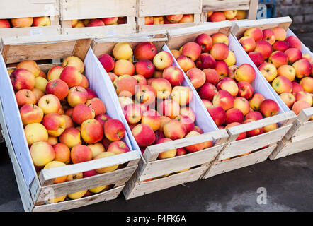 Les pommes fraîches de nouvelle récolte prête à vendre à la marché agricole local Banque D'Images