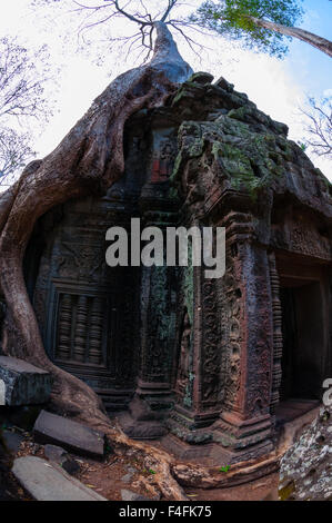 Arbre aux racines assis sur Stone temple Ta Prohm Banque D'Images