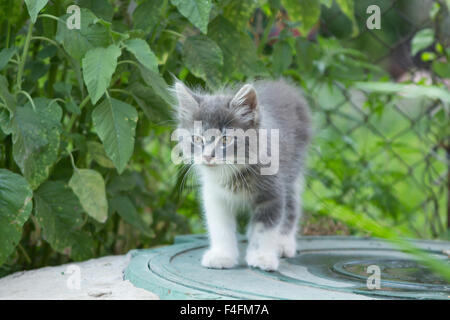 Un petit chaton gris jouant dans l'herbe avec une vieille clôture en bois. Banque D'Images