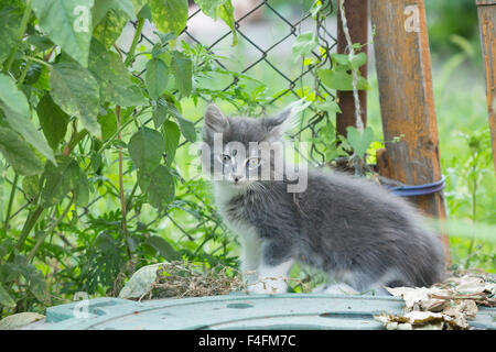 Un petit chaton gris jouant dans l'herbe avec une vieille clôture en bois. Banque D'Images