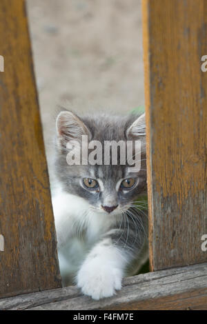 Un petit chaton gris jouant dans l'herbe avec une vieille clôture en bois. Banque D'Images