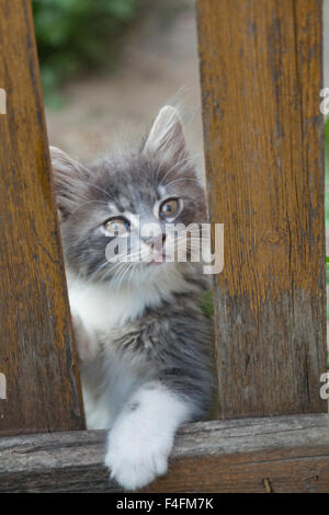 Un petit chaton gris jouant dans l'herbe avec une vieille clôture en bois. Banque D'Images