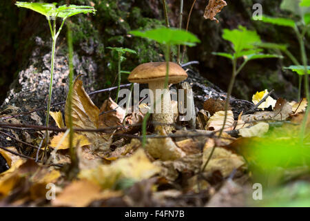 Boletus edulis dans la forêt Banque D'Images