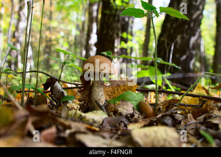 Boletus edulis dans la forêt Banque D'Images