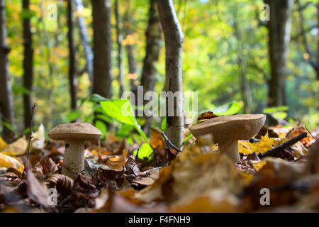 Boletus edulis dans la forêt Banque D'Images