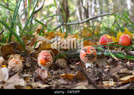 Dans la forêt de champignons amanite Banque D'Images