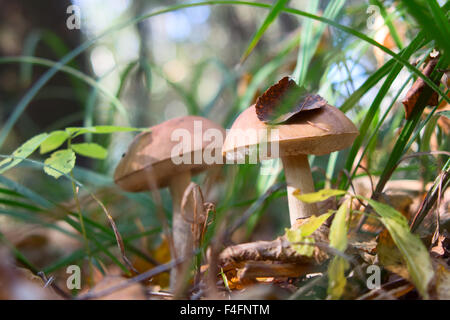 Boletus edulis dans la forêt Banque D'Images