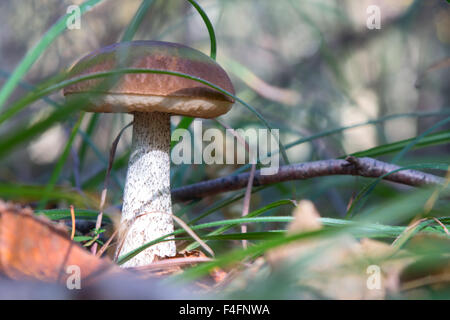 Boletus edulis dans la forêt Banque D'Images