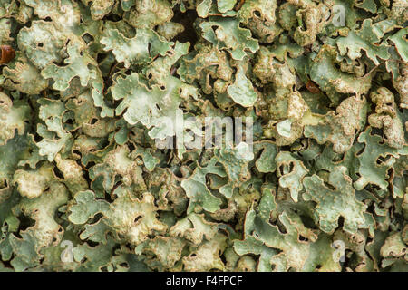 Bouclier martelé, lichen Parmelia sulcata, poussant sur un mur de grès, Peak District, Derbyshire Banque D'Images