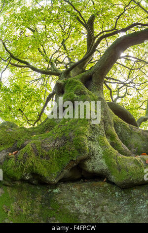 Ancien hêtre, Fagus sylvatica, parc national de Peak District, Derbyshire Banque D'Images