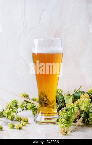 Projet de verre de bière blonde avec de la mousse, servi sur table en marbre blanc avec les oreilles et hop vert d'orge. Banque D'Images