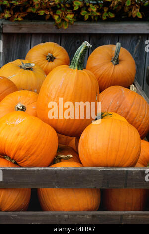 Chasse d'automne de citrouilles dans de grandes caisses en bois sur la rue du marché. Banque D'Images