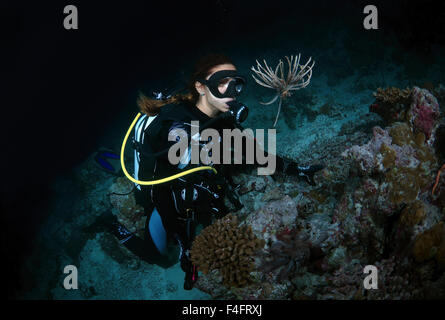 Jeune femme à plongeur à lys de mer (Leptometra celtic) plongée de nuit, de l'Océan Indien, les Maldives Banque D'Images