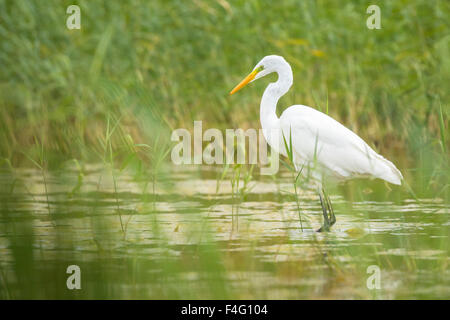 La grande aigrette (Ardea alba) la pêche dans les zones humides entre les roseaux. Banque D'Images