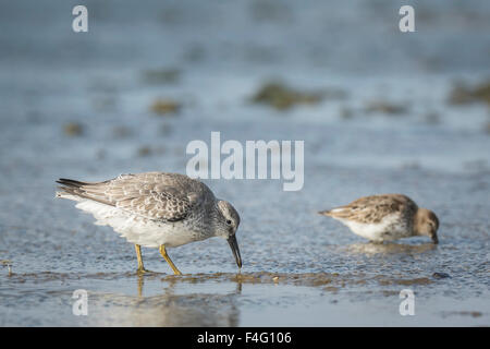 Bécasseau variable, Calidris alpina, avec de jeunes à la recherche de nourriture sur une plage sur une journée ensoleillée. Banque D'Images