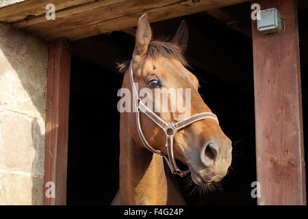 Emily et son cheval et le pâturage d'alimentation Banque D'Images