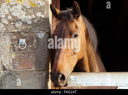 Emily et son cheval et le pâturage d'alimentation Banque D'Images