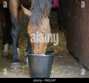 Emily et son cheval et le pâturage d'alimentation Banque D'Images