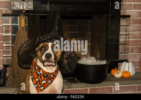 Un joli chien habillé comme une sorcière pour Halloween. Banque D'Images