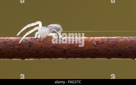 Elkton, Oregon, USA. 17 Oct, 2015. Une petite araignée laisse une ligne de sécurité de la soie derrière comme il marche sur un fil de clôture électrique un fil une ferme près de Elkton dans le sud-ouest de l'Oregon © Robin Loznak/ZUMA/Alamy Fil Live News Banque D'Images