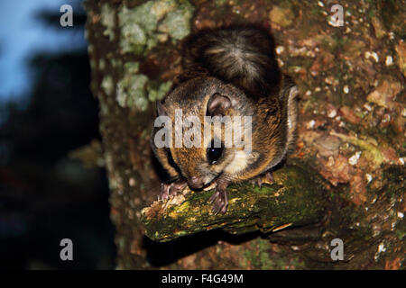 Nain japonais petit polatouche (Pteromys momonga) au Japon Banque D'Images