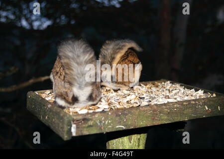 Nain japonais petit polatouche (Pteromys momonga) au Japon Banque D'Images