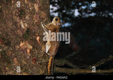 Nain japonais petit polatouche (Pteromys momonga) au Japon Banque D'Images