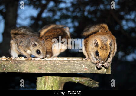 Nain japonais petit polatouche (Pteromys momonga) au Japon Banque D'Images