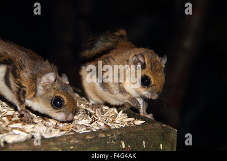 Nain japonais petit polatouche (Pteromys momonga) au Japon Banque D'Images