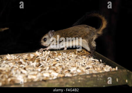 Nain japonais petit polatouche (Pteromys momonga) au Japon Banque D'Images