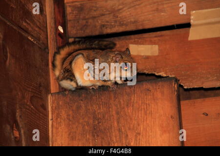 Nain japonais petit polatouche (Pteromys momonga) au Japon Banque D'Images