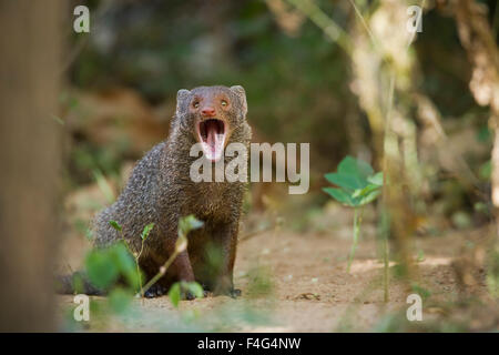 L'Inde mongoose gris espèce Herpestes edwardsii Banque D'Images