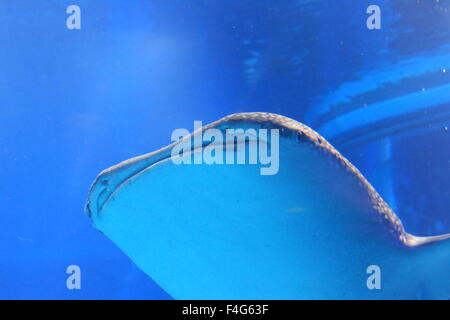 Requin-baleine (Rhincodon typus) au Japon Banque D'Images