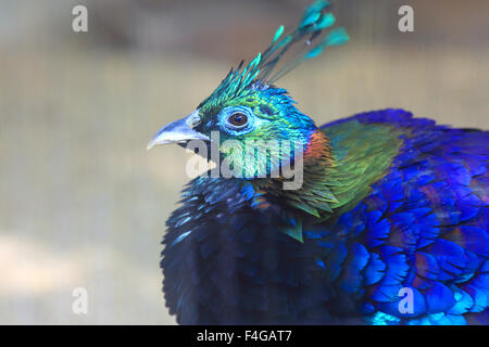 Himalayan Monal (Lophophorus impejanus) mâle Banque D'Images