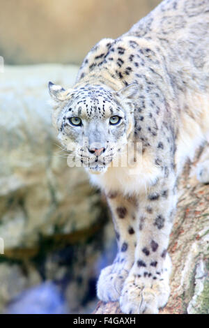 Snow Leopard (Panthera uncia) Banque D'Images