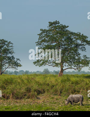 Un rhinocéros unicornes indiens au parc national de Kaziranga Banque D'Images