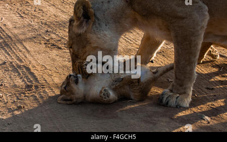 Une lionne asiatique tente chercher son cub tendrement dans ses mâchoires à la parc national Sasan Gir, dans le Gujarat, Inde Banque D'Images