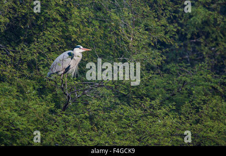 Un héron cendré est perché sur une branche avec un feuillage vert au fond d'oiseaux de Bharatpur Banque D'Images