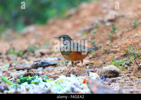 Black-breasted Thrush (Turdus dissimilis) dans Doi Angkhang , Thaïlande Banque D'Images