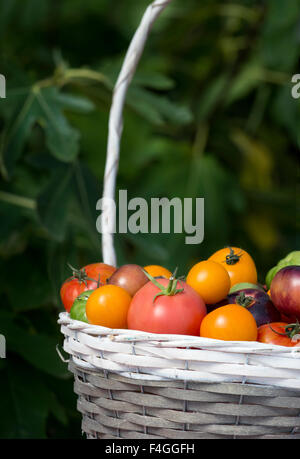 Panier de tomates exposé lors d'un spectacle d'automne. ROYAUME-UNI Banque D'Images