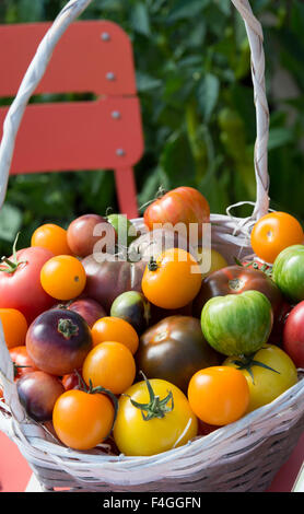 Panier de tomates exposé lors d'un spectacle d'automne. ROYAUME-UNI Banque D'Images