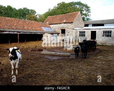 Veaux dans une basse-cour, Somerset, UK Banque D'Images