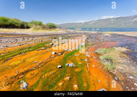 Algues colorées à proximité des sources chaudes dans le lac Bogoria au Kenya. Banque D'Images