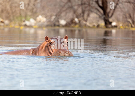 Un hippopotame natation près de la rive au lac Baringo, au Kenya Banque D'Images